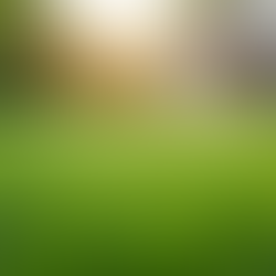 Expert Lawn Care Tips for a Lush Landscape