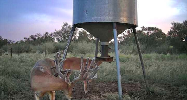 Covey of quail flushing from tall grass in the Texas Hill Country during golden hour.