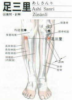 足三里 (膝下一手掌位，旁開1手指位)