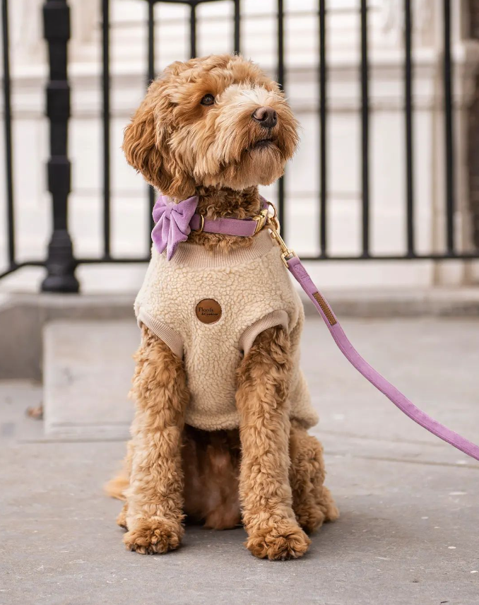 Miniaturbild: Hundepullover Teddy