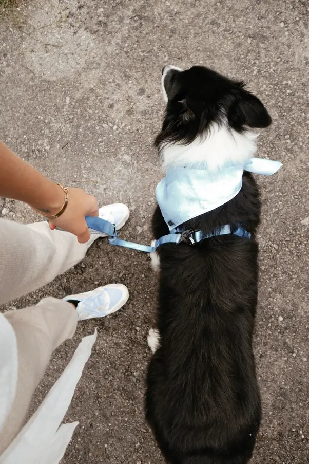 Miniaturbild: COOPER Dogs Leine Magic Sky