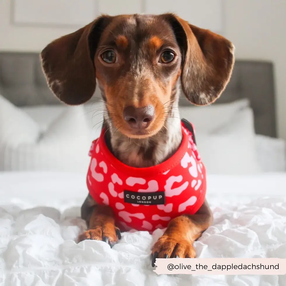 Miniaturbild: Cocopup London Geschirr Red & Pink