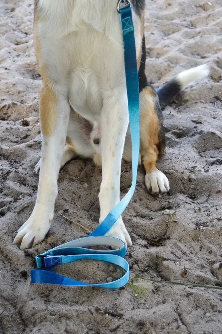 Miniaturbild: COOPER Dogs Leine Ocean Vibes