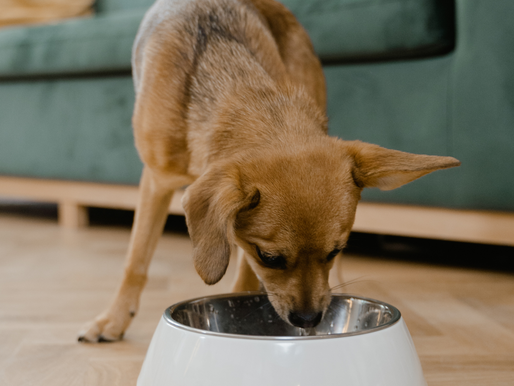Hundefutter und was du darüber wissen solltest