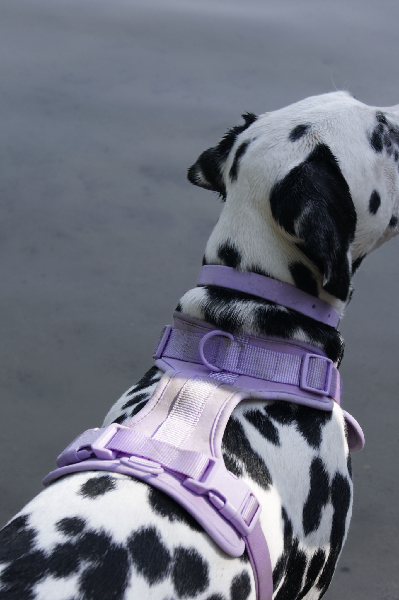 About Paws Geschirr "Lavender"