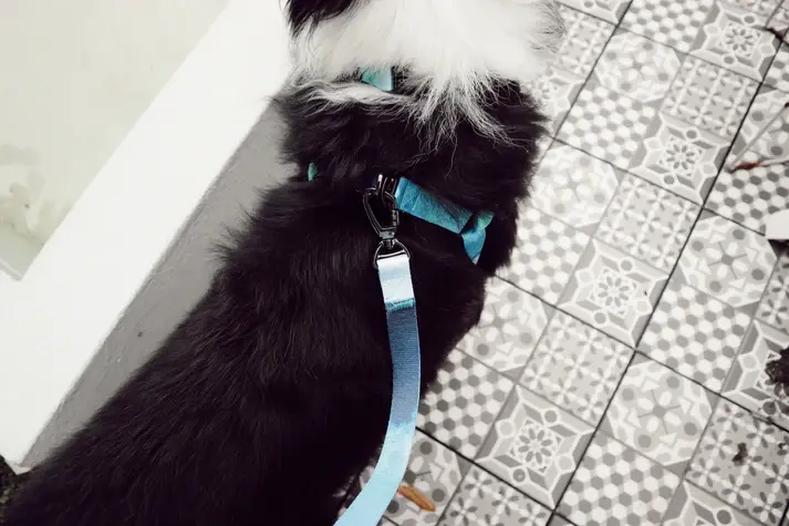 Geschirr "Ocean Vibes" Produktbild am Hund