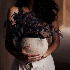 MENU_LS_Plantas_Planter (2).jpg