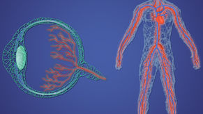 Illustration of eye with blood vessels next to human body outline with vascular system