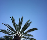 Palm tree in blue sky
