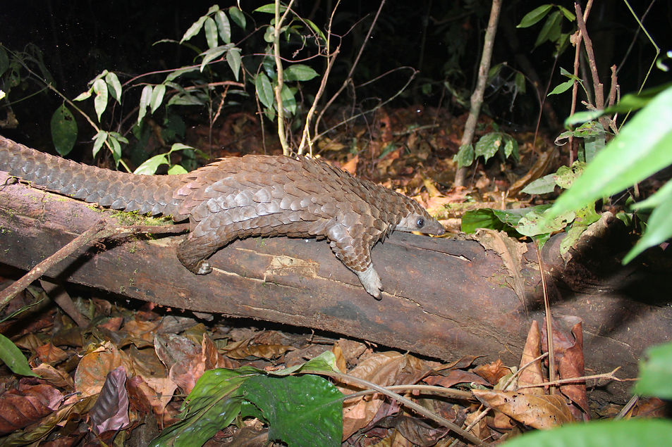 Pangolin on a fallen tree branch.jpg
