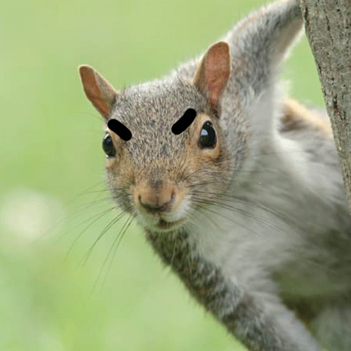 squirell.gif