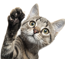 catpng.parspng.com-6.png
