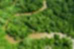 Aerial view of a rainforest.