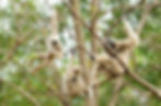 A group of gibbons sitting in a tree.