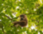 A gibbon holding a baby gibbon in a tree.