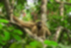 A gibbon sitting in tree.