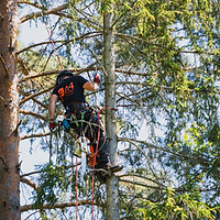 climbing and pruning