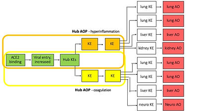 COVID AOP network.jpg