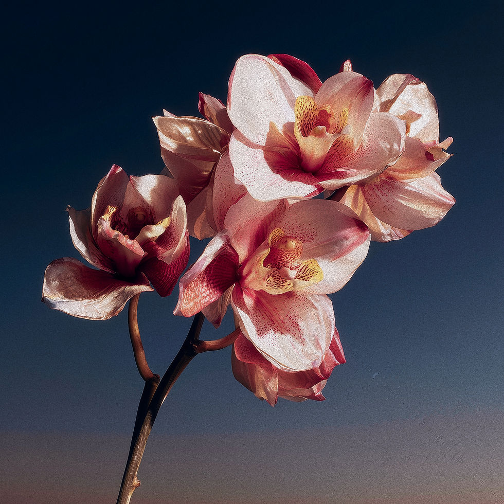 Pink Orchid Blossoms