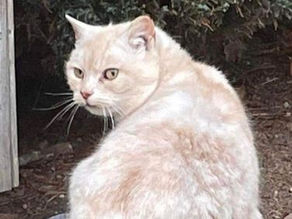 Rescue of a sick feral cat living in a duck house.