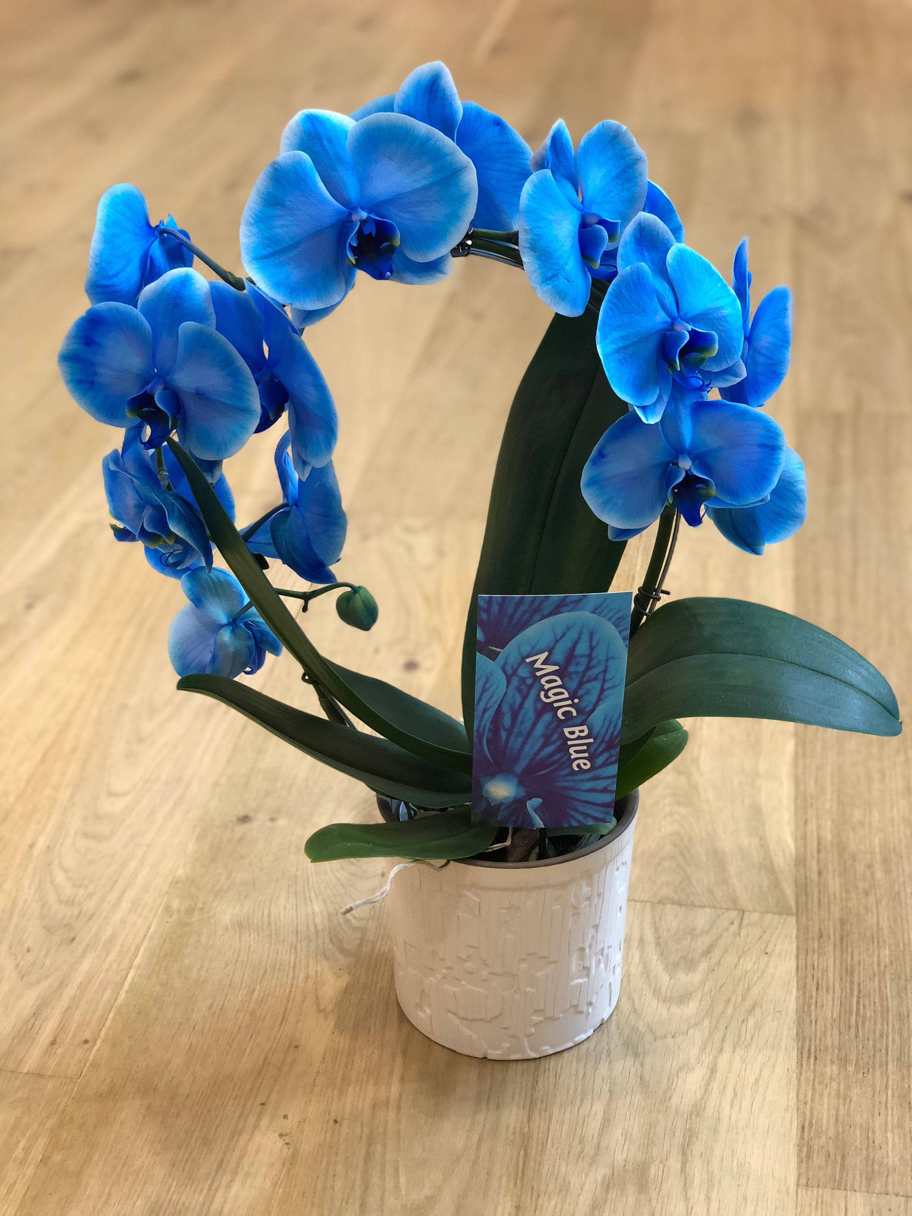 Blå runde orkidee med potte