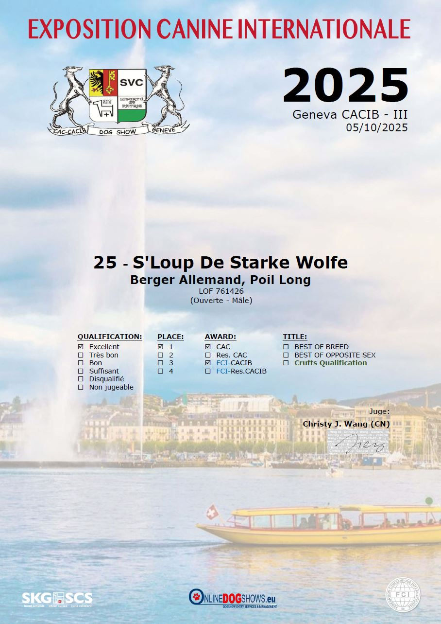 Loup berger allemand poil long champion beauté CAC CACIB CRUFTS élevage berger allemand poil long de qualité premium éduc'stucieux centre canin