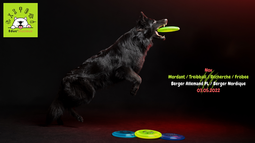 🖤 Berger Allemand Poil Long Noir : Nox, l'onyx et le trésor d’un élevage canin d’exception chez Éduc’stucieux. 🔥 