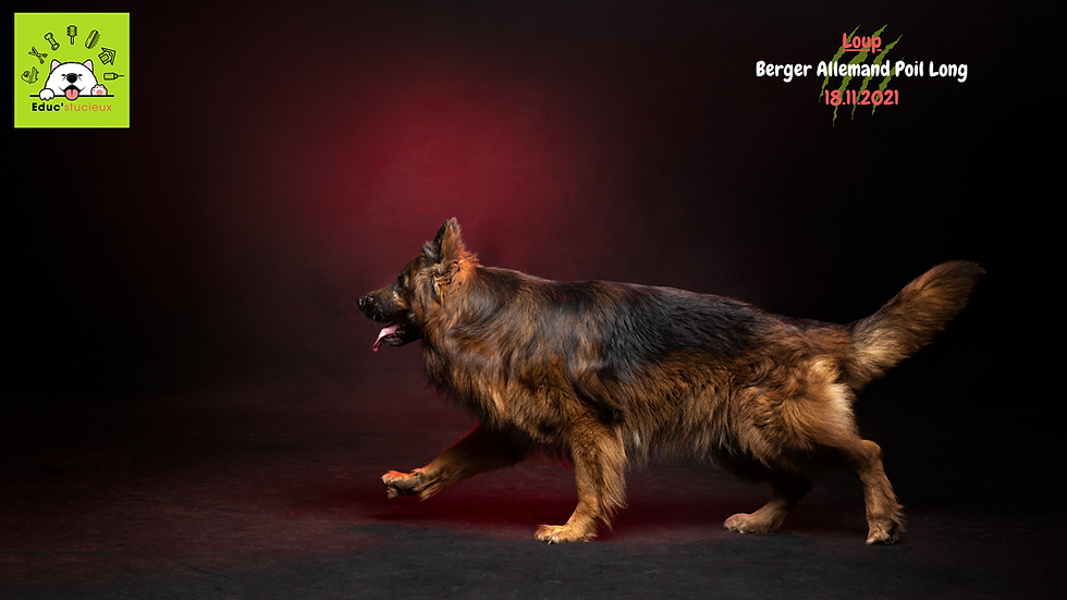 🔥 LOUP – Berger Allemand Poil Long : le mâle fondateur qui transforme notre élevage canin🐺✨