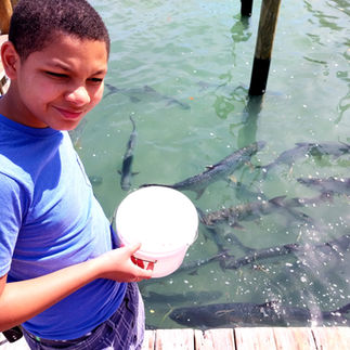 A teenage boy looking down into clear green ocean water filled with large swimming tarpon fish while holding a bait bucket.