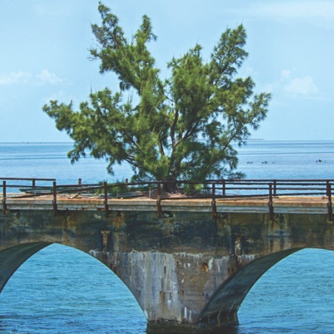 A small Casuarina pine tree, known as Fred the Tree, growing out of the concrete roadbed of the historic, abandoned Old Seven Mile Bridge in the Florida Keys.