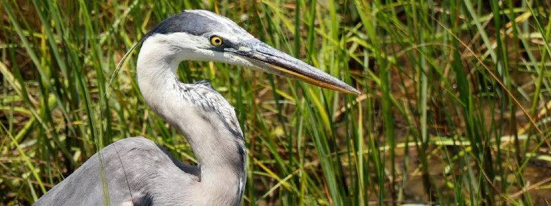 Close-up of a great blue heron in tall marsh grass, head turned left against a green-brown wetland background.