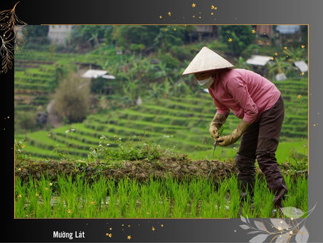 Ruộng Bậc Thang Xanh Mướt - Biểu Tượng Sức Sống và Sự Kiên Trì ở Huyện Biên Giới Mường Lát