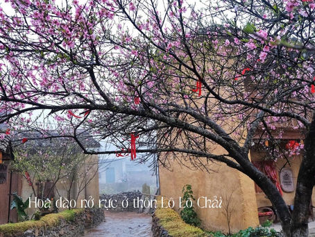 Hoa Đào Nở Rực Ở Thôn Lô Lô Chải – Hà Giang: Thiên Đường Sắc Hồng Giữa Núi Rừng