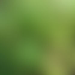 La verveine citronnelle ou odorante