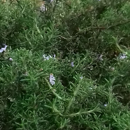 L'eau de la reine de Hongrie , le romarin, plante des jardins médiévaux