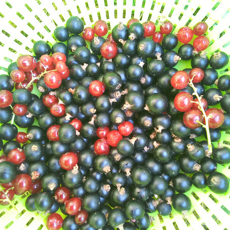 Le traité du Cassis