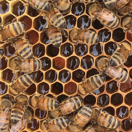 les vertus des différents miels