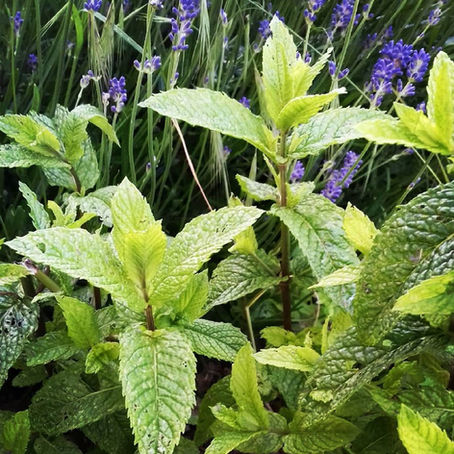 La menthe et la digestion