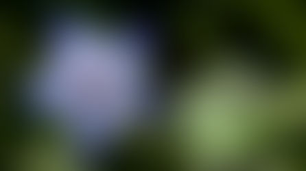 la bourrache, "élixir de jouvence"