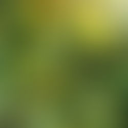 Calendula officinalis, la fleur pour le "Souci" :)