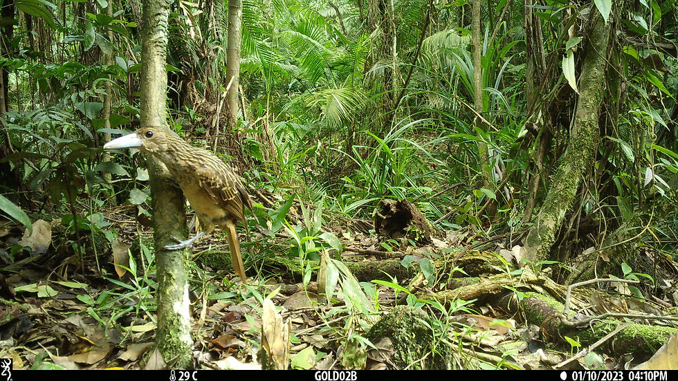 black butcherbird juvenile GOLD_02_b.jpeg