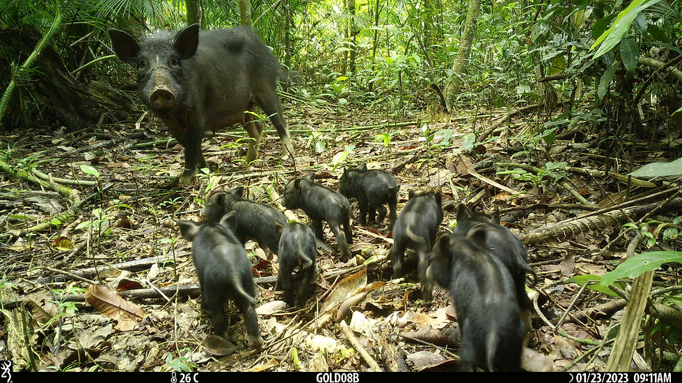 pig mom and babies GOLD_8_bush 8 2.JPG.jpeg