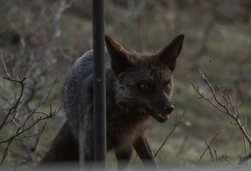 A black fox