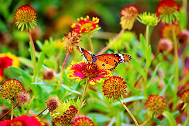 FLOWER_7168_BUTTERFLY.jpeg