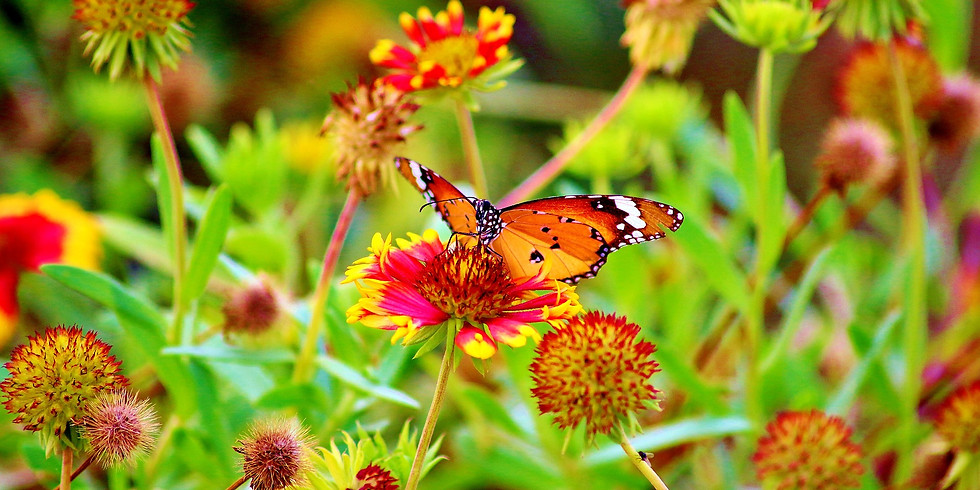 NATURE PROGRAMS