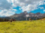 Eine Wandergruppe geht in den Schladminger Tauern wandern. Man sieht Kühe auf einer grünen Wiese und im Hintergrund die fantastische Bergwelt der Dachstein-Region mit dem unverkennbaren Gipfel der Bischofsmütze.