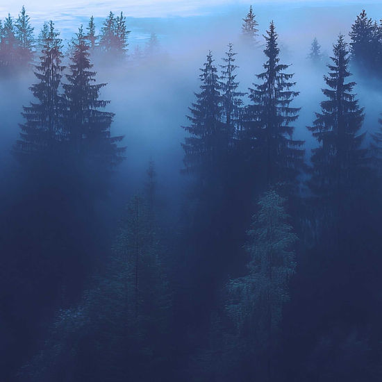 background foret bleue.jpg