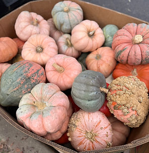Heirloom pumpkins for pumpkin porch decorating