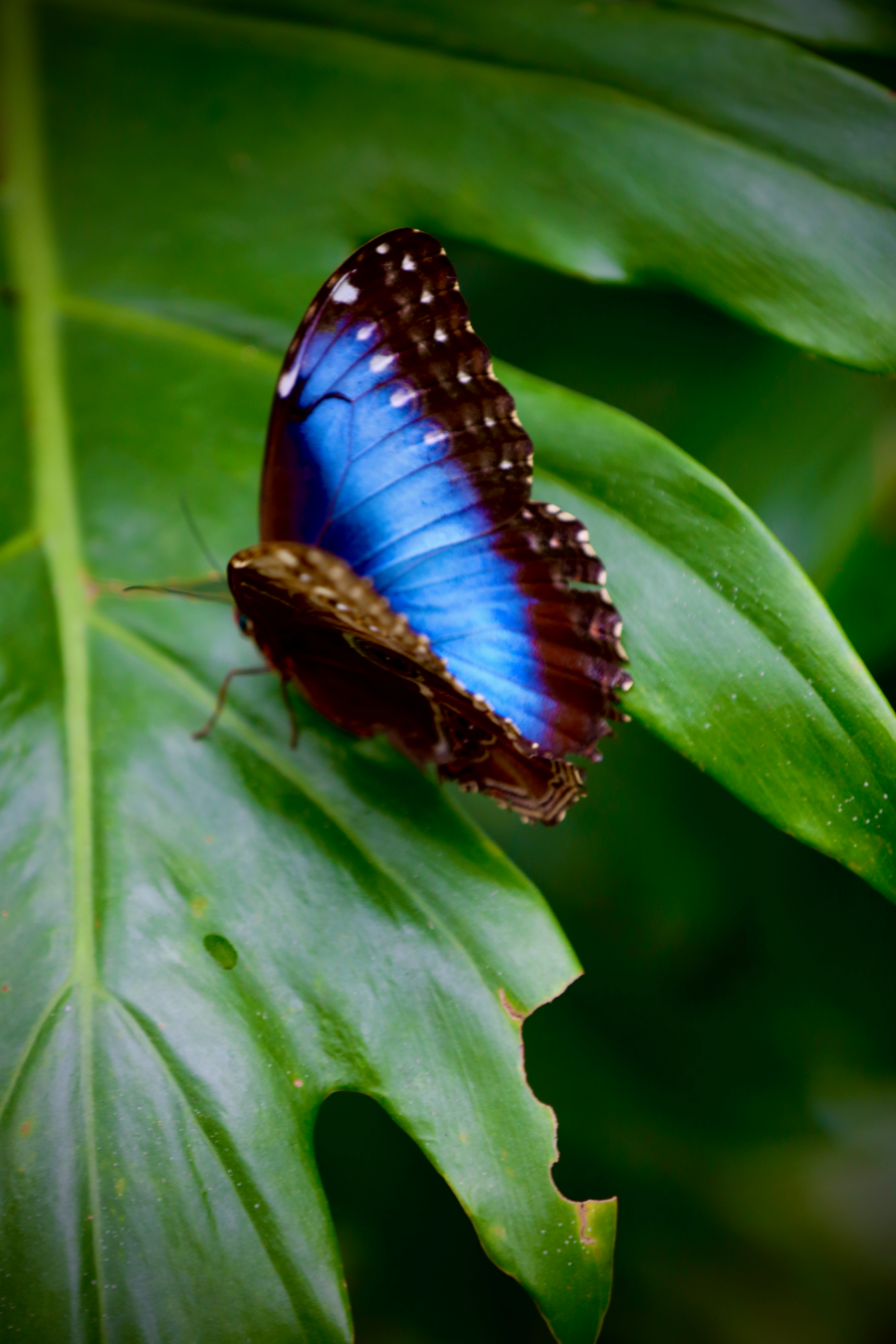 butterfly blue - 1_edited.png