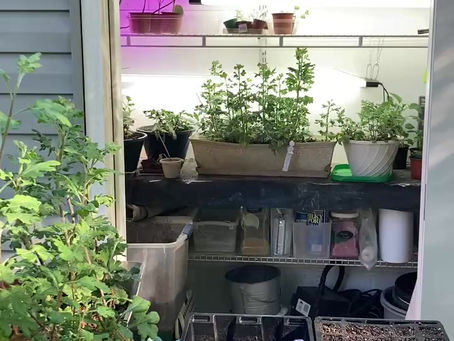 How to Take Mum Cuttings!